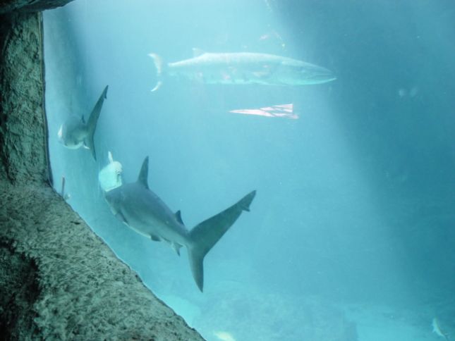 Directions to Dallas Airport DFW - Dallas Airport DFW Guide Dallas World Aquarium